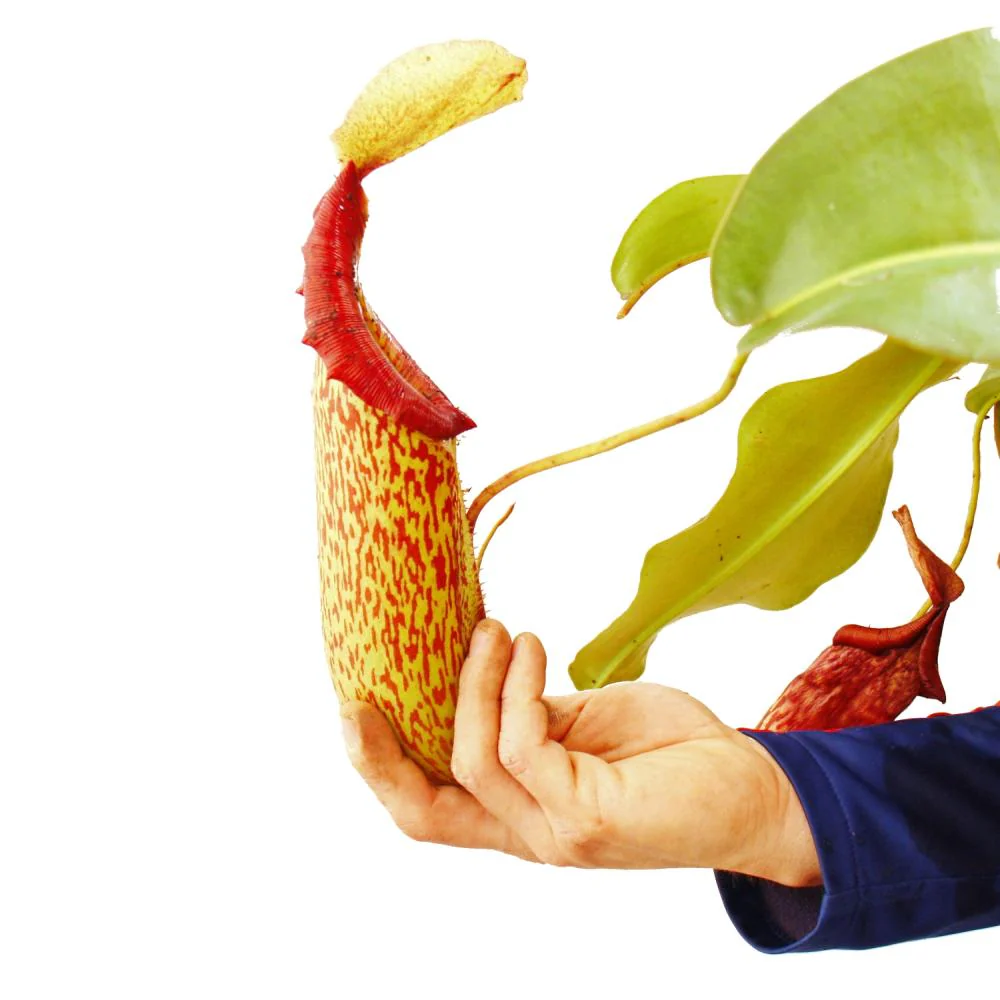 Nepenthes maxima - Riesen-Kannenpflanze - Ampel - Image 4