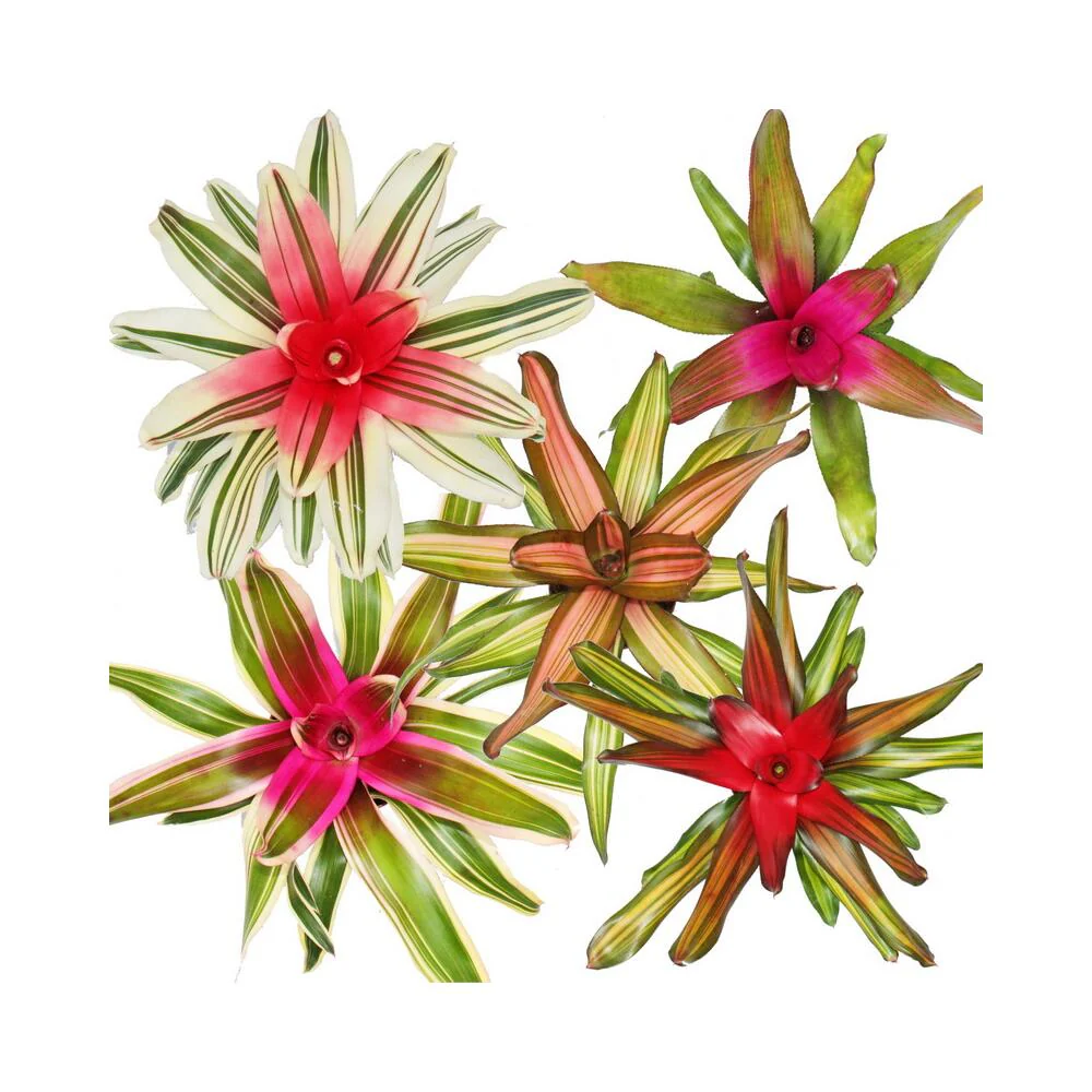Nestananas Neoregelia Bromelie in wunderbaren Farben Set 5 Pflanzen