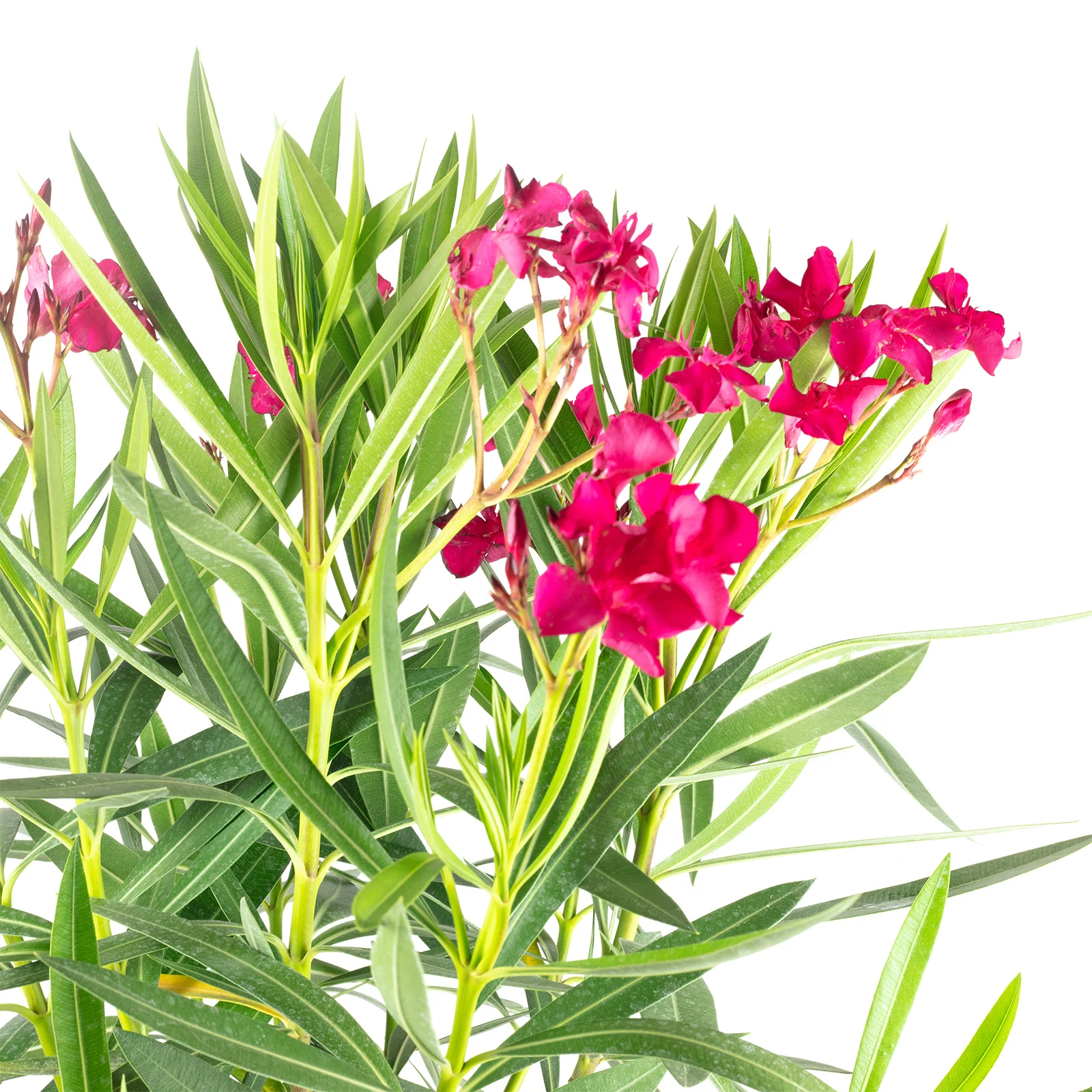 Oleander Stamm Mix - Nerium Oleander - Höhe 100 cm, Topf-Ø 21 cm - Image 2