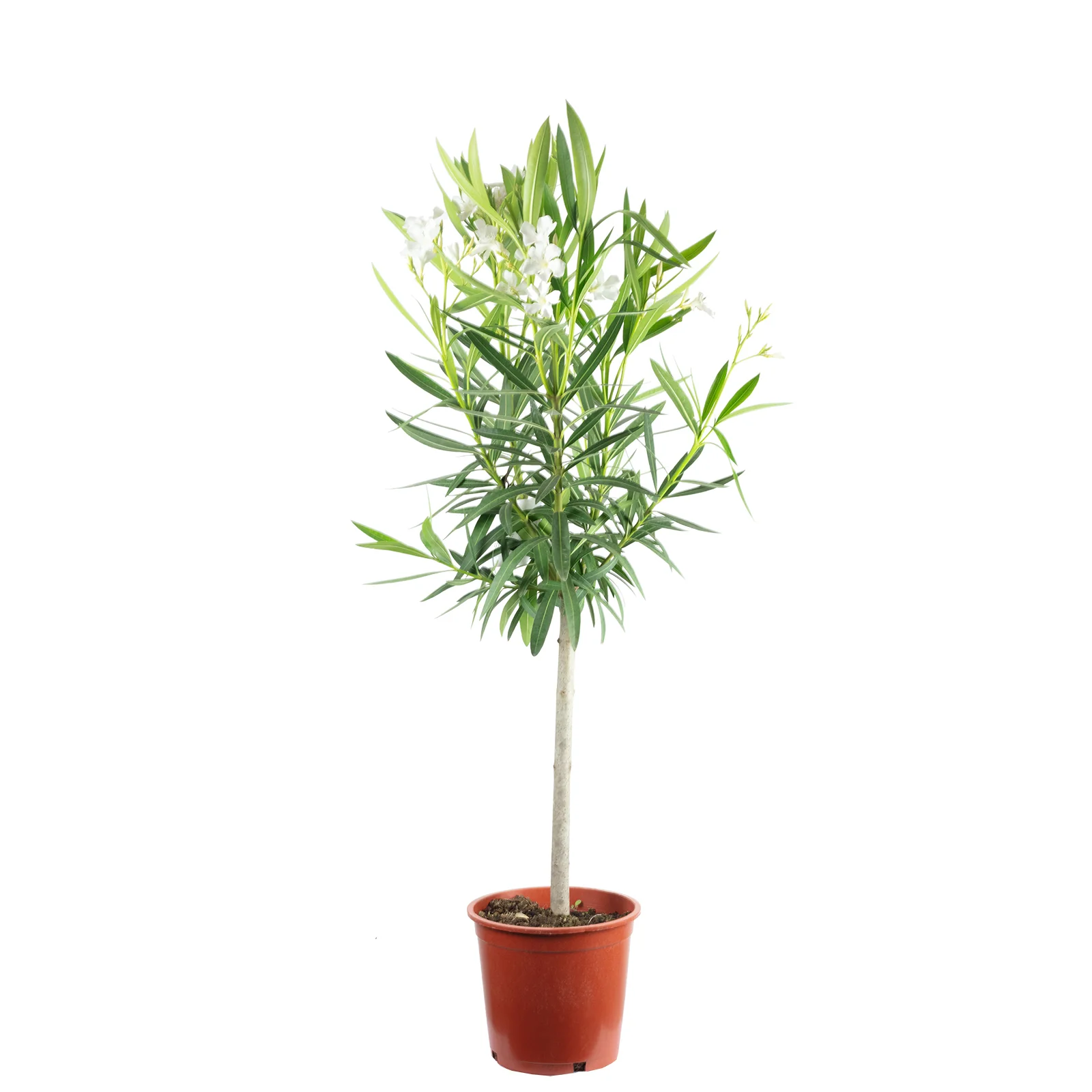 Oleander Stamm Mix - Nerium Oleander - Höhe 100 cm, Topf-Ø 21 cm - Image 3