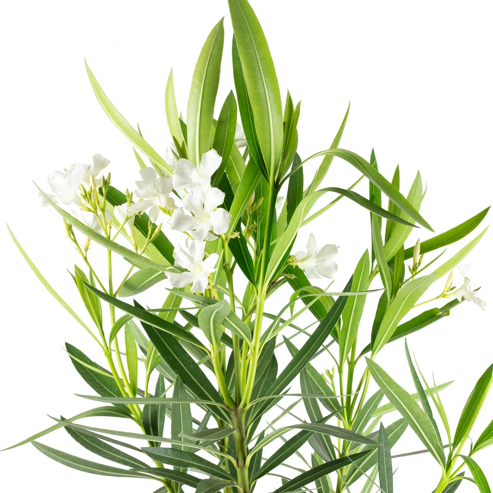 Oleander Stamm Mix - Nerium Oleander - Höhe 100 cm, Topf-Ø 21 cm - Image 4