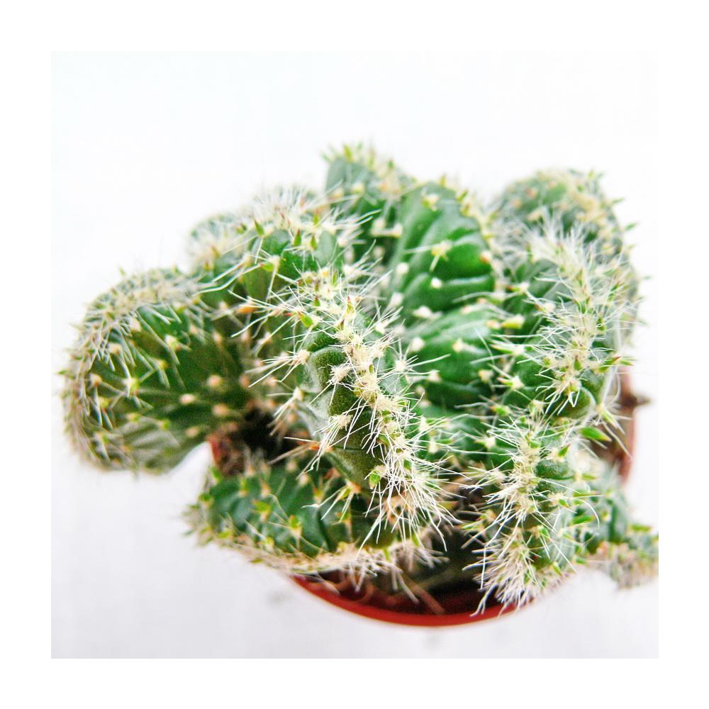 Opuntia cylindrica cristat - Kammform - im 8,5cm Topf - Image 2