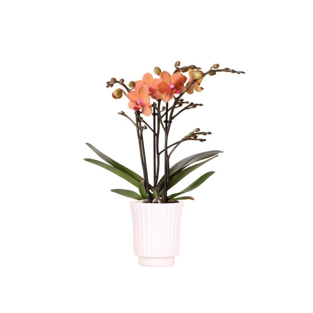 Orange Phalaenopsis Orchidee - Bozen + Retro weiß - Topf 9cm - 40cm hoch