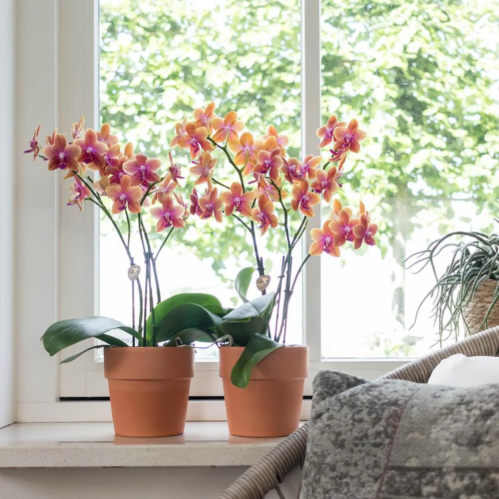 Orange Phalaenopsis-Orchidee im terrakottafarbenen Scandic-Topf - Topf 12cm - Image 2