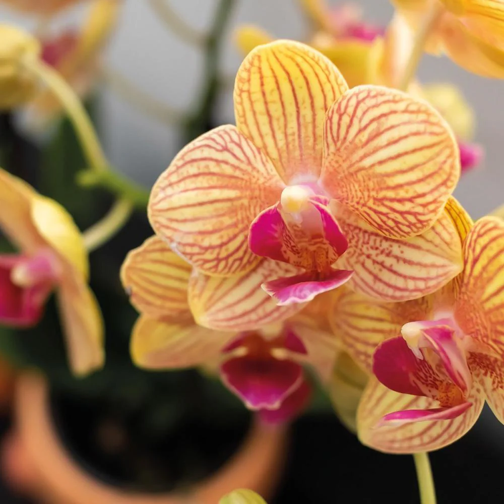 Orange Phalaenopsis Orchidee - Jamaica + Ziertopf Pfirsich - Topf 9cm - 40cm hoch - Image 2