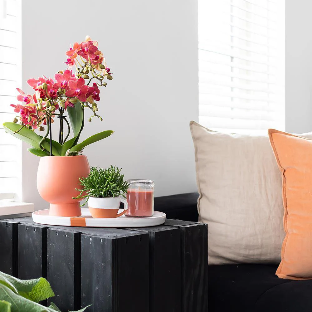 Orange Phalaenopsis Orchidee - Jamaika + Scandic Ziertopf Terracotta Topfgröße 9cm - Image 2