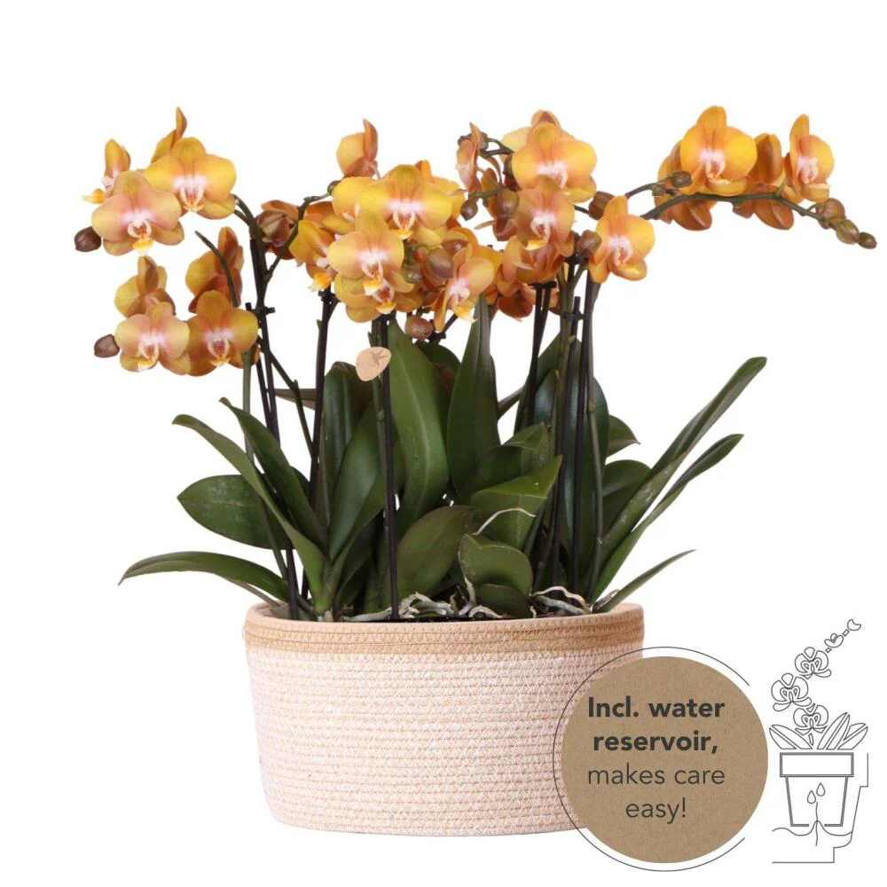 Kolibri Orchids orange Orchideen-Set im Baumwollkorb inkl. Wassertank drei orange Orchideen 12cm