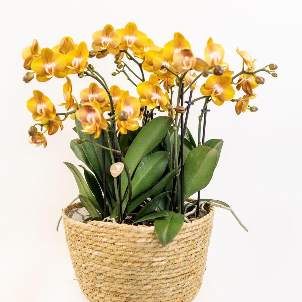 Kolibri Orchids orange Orchideen-Set im Baumwollkorb inkl. Wassertank drei orange Orchideen 12cm - Image 3