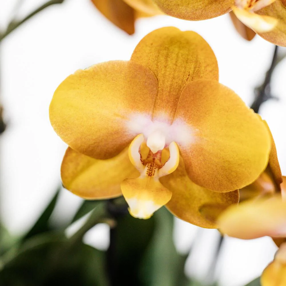 Kolibri Orchids orange Orchideen-Set im Baumwollkorb inkl. Wassertank drei orange Orchideen 12cm - Image 4