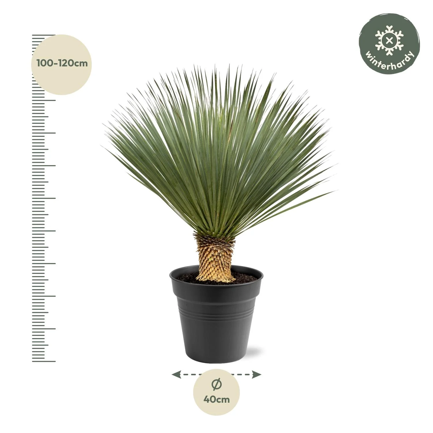 Yucca Rostrata - pot 24cm hauteur 60cm - Image 4