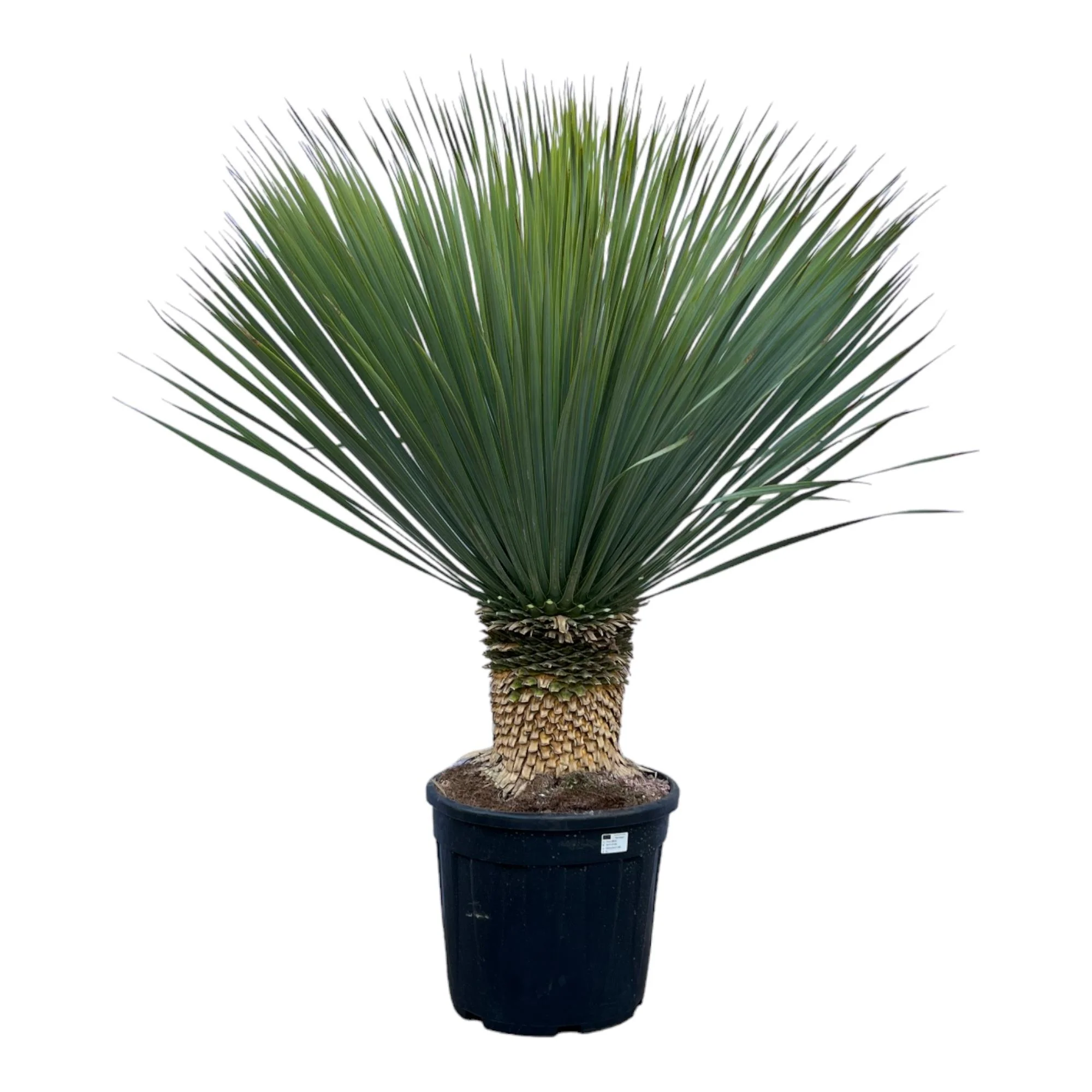 Palmlilie Yucca Rostrata - 45cm Topf - ca. 140 cm hoch
