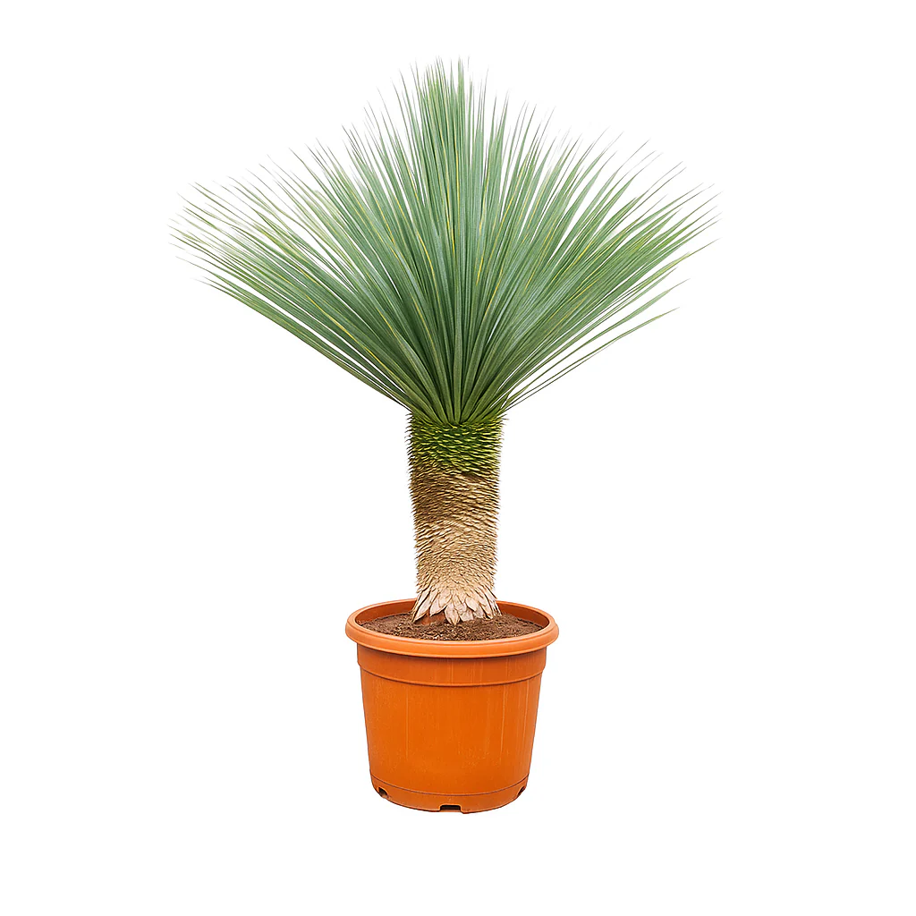 Palmlilie Yucca Rostrata - 55cm Topf - ca. 150-170 cm hoch