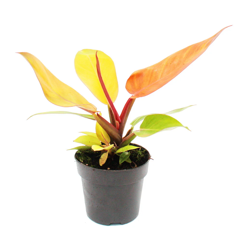 Philodendron Prince of Orange - orangener Baumfreund - 12cm Topf - Image 2