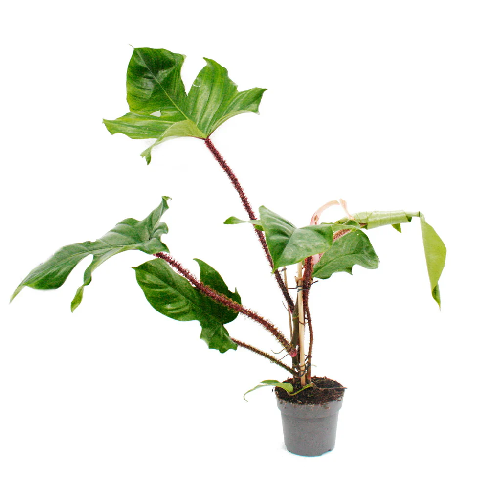 Philodendron squamiferum - l'ami sauvage de l'arbre à poigne rouge - Pot 12cm - Image 2