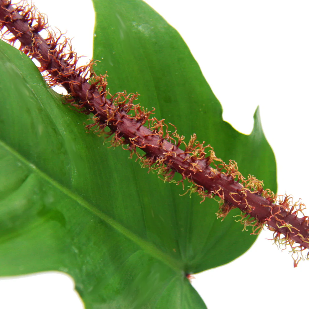 Philodendron squamiferum - l'ami sauvage de l'arbre à poigne rouge - Pot 12cm - Image 3