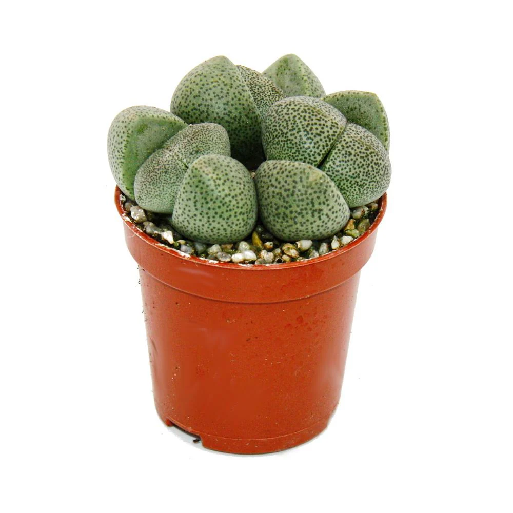 Pleiospilos nelii - Lebender Stein - Lebender Granit - im 5,5cm Topf - Image 2