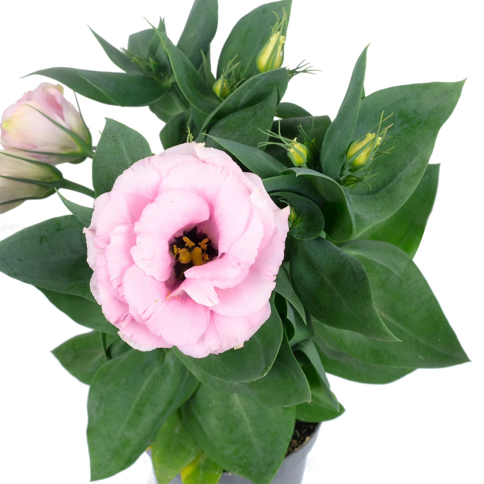 Prärieenzian Lisianthus rosa - Eustoma russelianum - Höhe ca. 25 cm, Topf-Ø 9 cm - Image 2