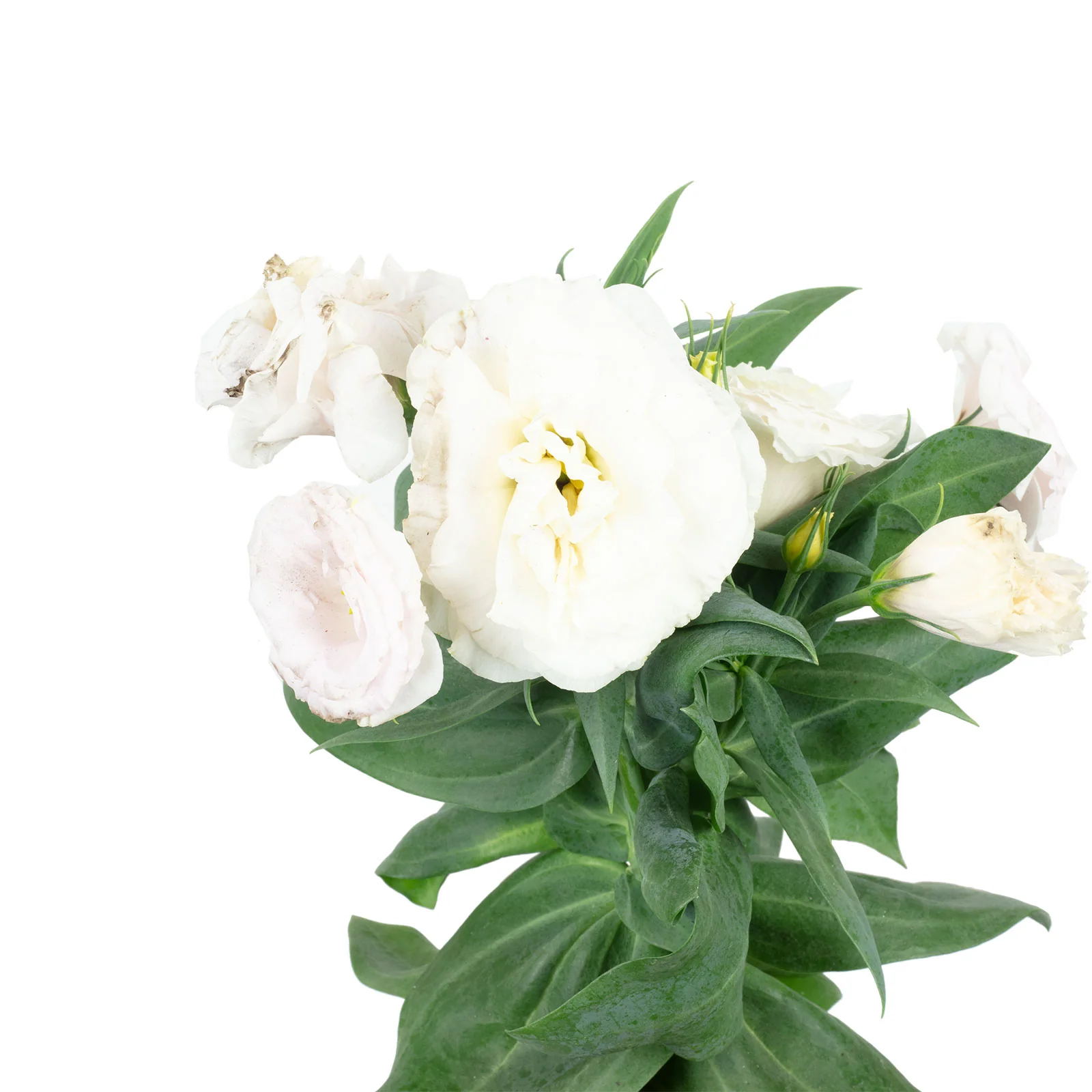 Prärieenzian Lisianthus weiß - Eustoma russelianum - Höhe ca. 25 cm, Topf-Ø 9 cm - Image 2