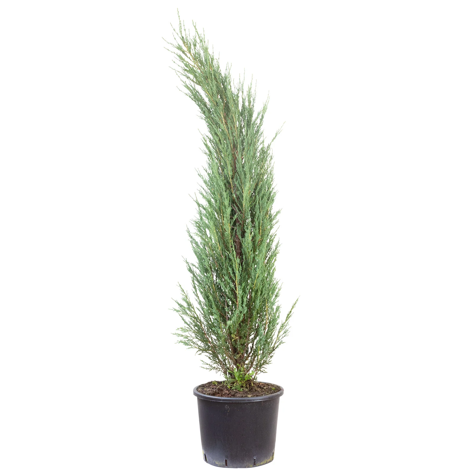 Raketenwacholder - Juniperus scopulorum 'Blue Arrow' - Höhe ca. 80 cm, Topf-Ø 29 cm