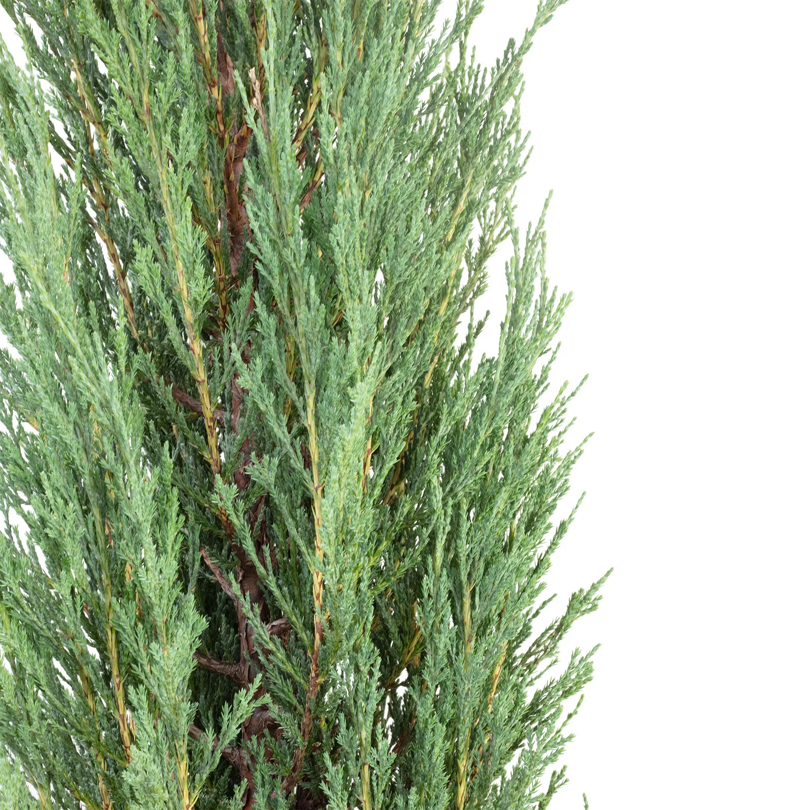 Raketenwacholder - Juniperus scopulorum 'Blue Arrow' - Höhe ca. 80 cm, Topf-Ø 29 cm - Image 2