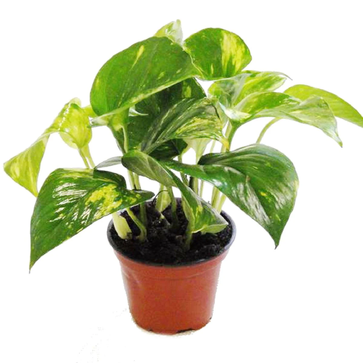 Set de treillis pour la chambre avec 3 plantes - 9cm