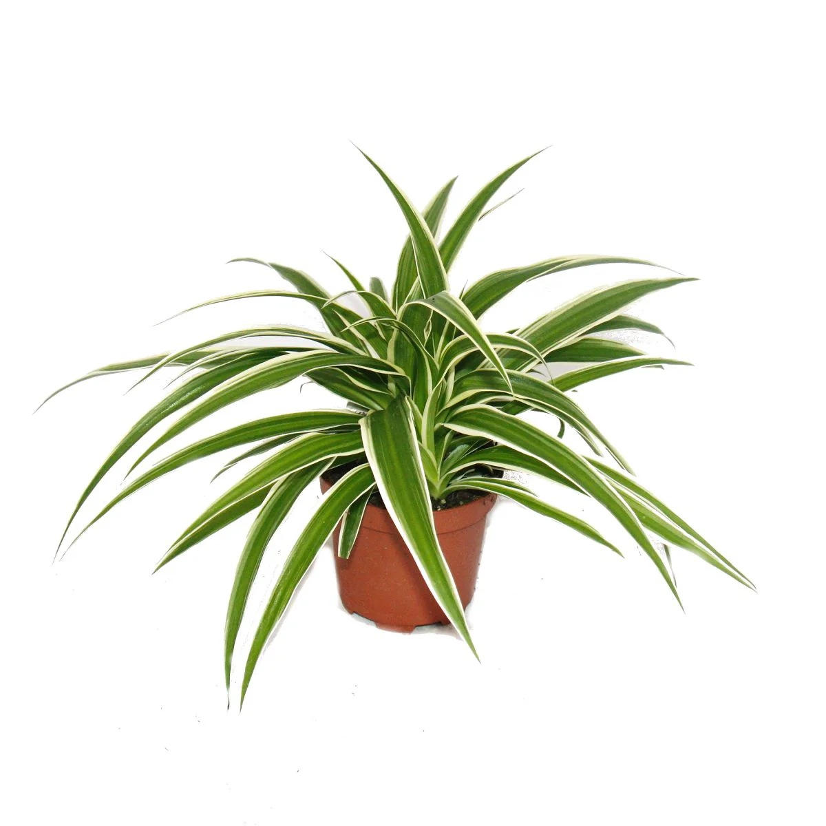 Set de treillis pour la chambre avec 3 plantes - 9cm - Image 4