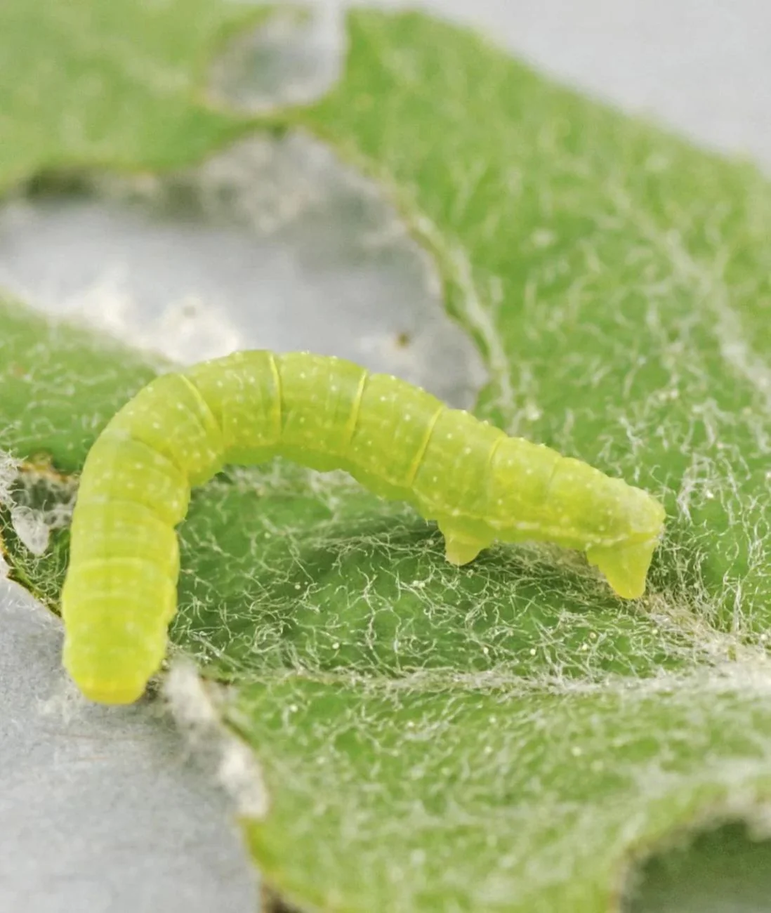 Raupenleim Naturleim 500g gegen Baumschädlinge wie Frostspanner und Ameisen - Image 3