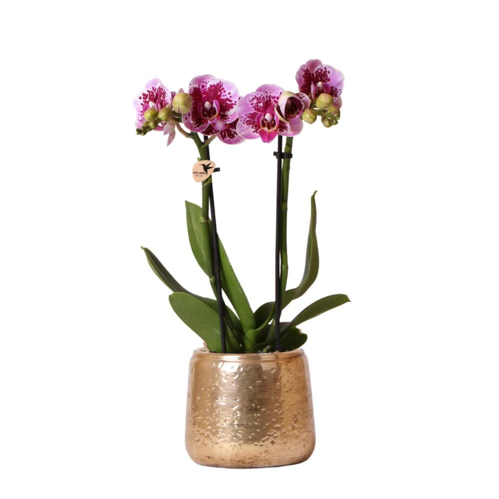 Rosa lila Phalaenopsis Orchidee - El Salvador + Luxus goldenen Topf 9cm - 35cm hoch