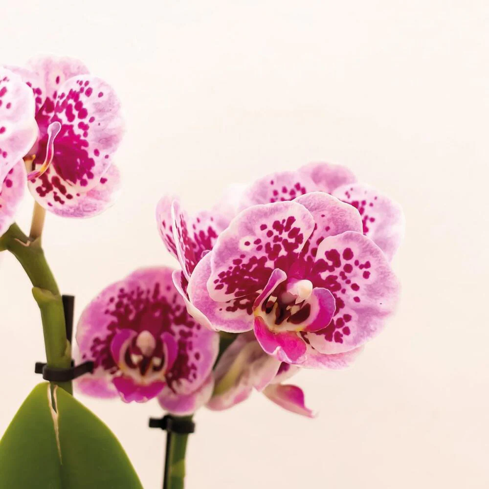Rosa lila Phalaenopsis Orchidee - El Salvador + Luxus goldenen Topf 9cm - 35cm hoch - Image 2
