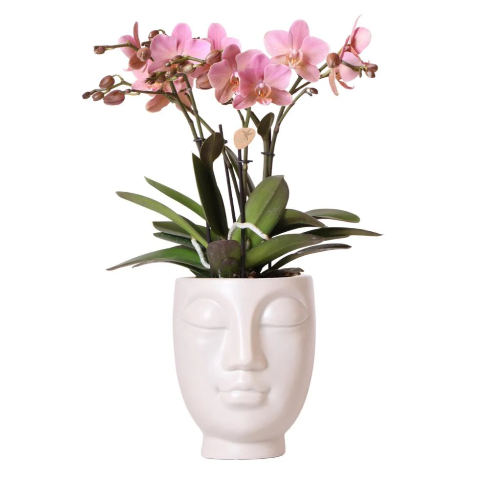 Rosafarbene Phalaenopsis-Orchidee im weißen Face-to-Face-Siertopf – Topf 12 cm