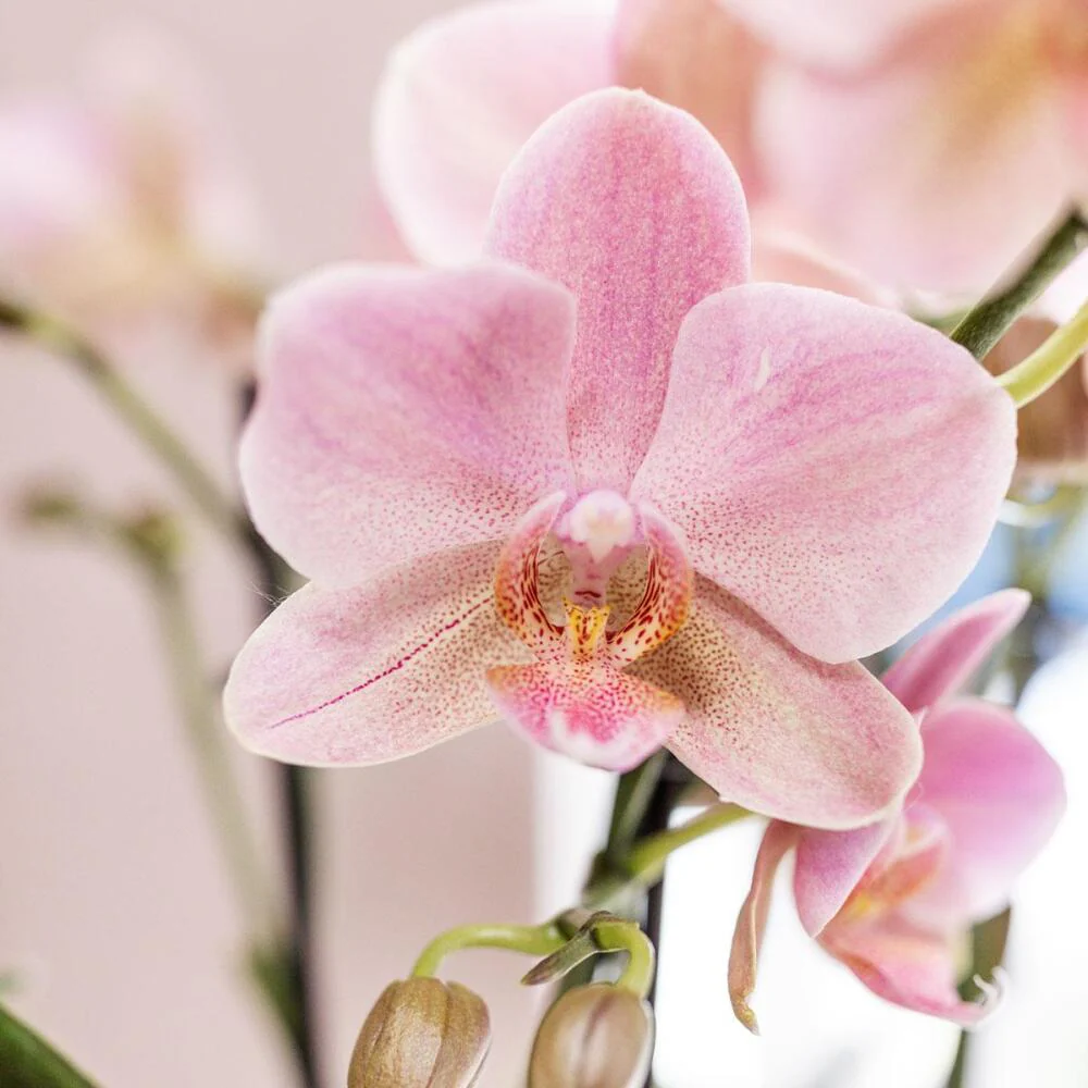Rosafarbene Phalaenopsis-Orchidee im weißen Face-to-Face-Siertopf – Topf 12 cm - Image 2