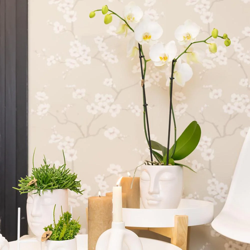 Rosafarbene Phalaenopsis-Orchidee im weißen Face-to-Face-Siertopf – Topf 12 cm - Image 3