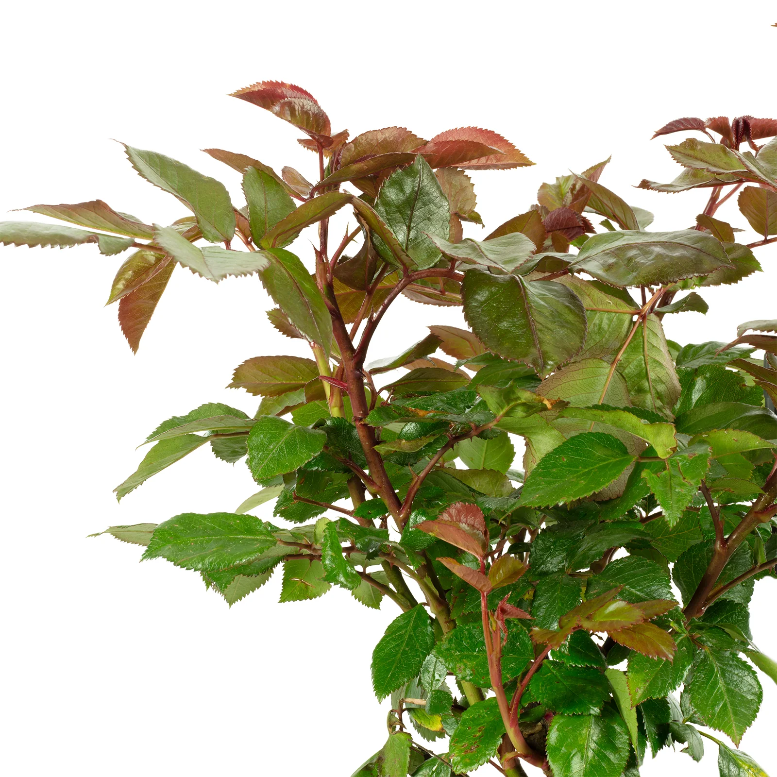 Rose Farbmix - Rosa - Höhe ca. 20 cm, Topf-Ø 19 cm - Image 2