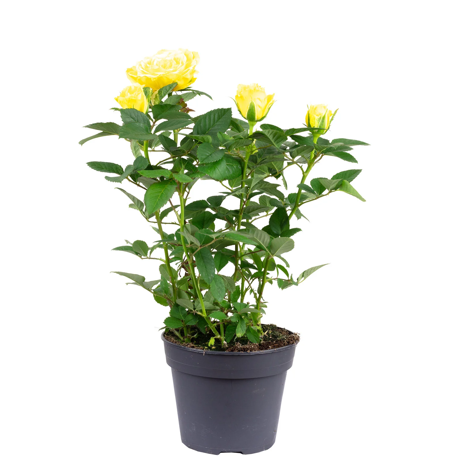 Rose gelb - Rosa - Höhe ca. 36 cm, Topf-Ø 13 cm