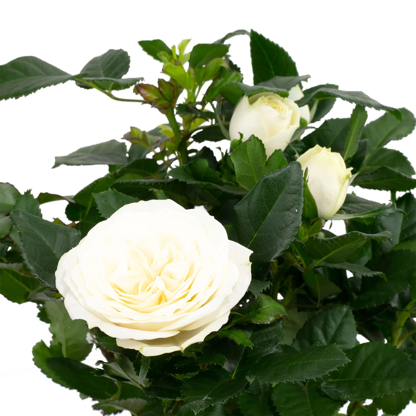 Rose weiß - Rosa - Höhe ca. 30 cm, Topf-Ø 10 cm - Image 2