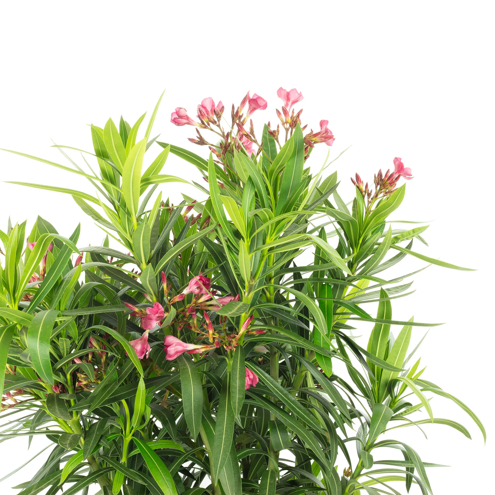 Rosenlorbeer Busch rot - Nerium Oleander - Höhe ca. 75 cm, Topf-Ø 28 cm - Image 2