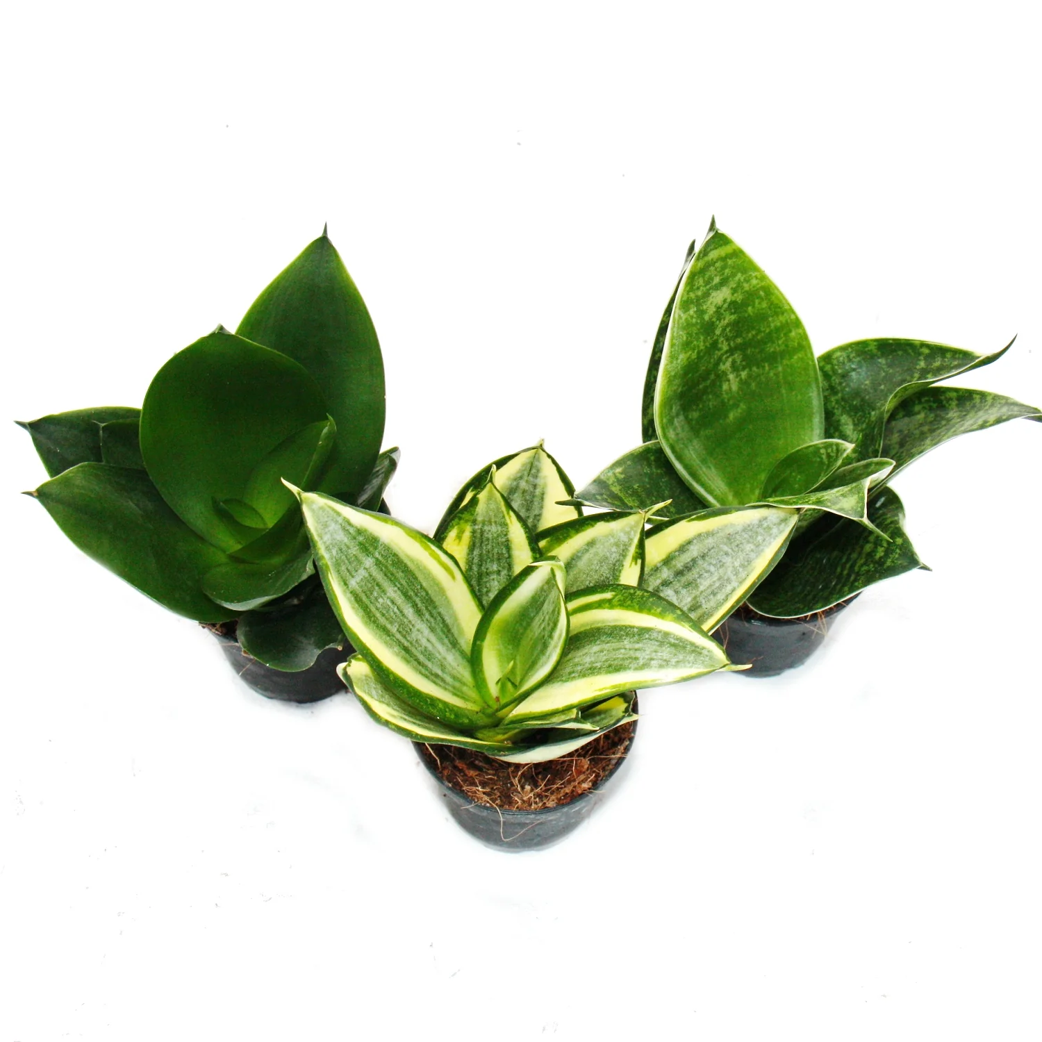 Sansevieria trifaciata hahnii - 3 versch. Pflanzen im 5,5cm Topf - Bogenhanf, Schwiegermutterzunge - Image 3