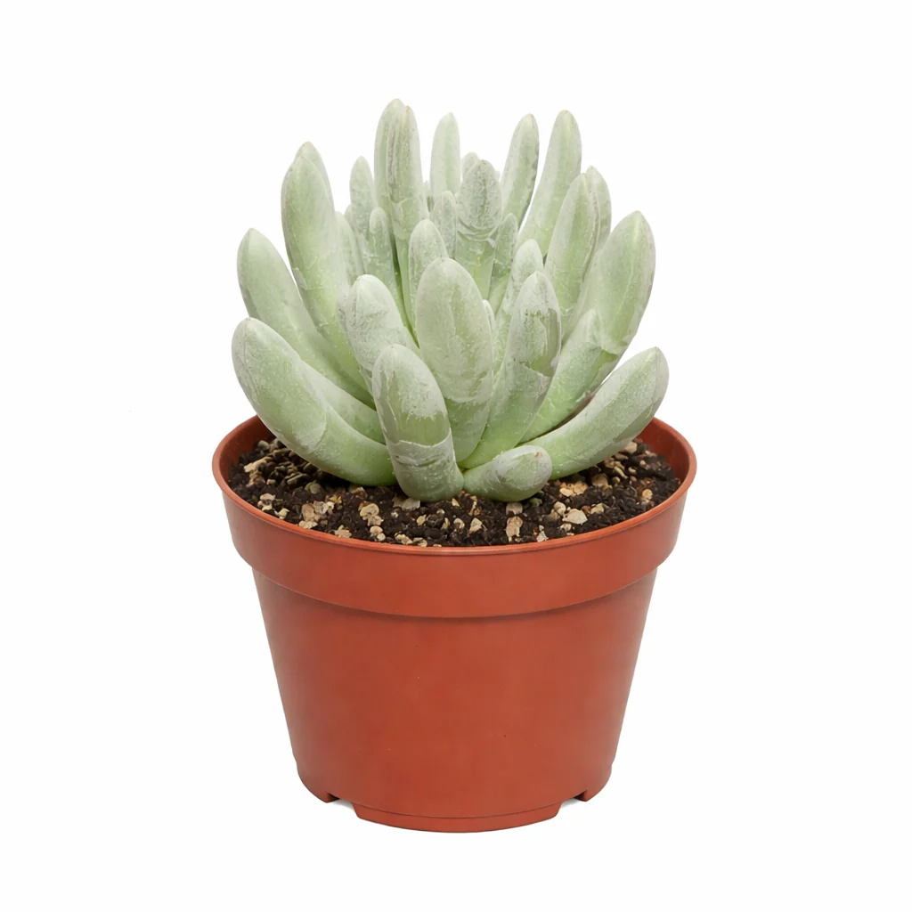 Senecio scaposus compactum - Silberbaum - Rarität - 6,5cm Topf - 15cm hoch - Image 2