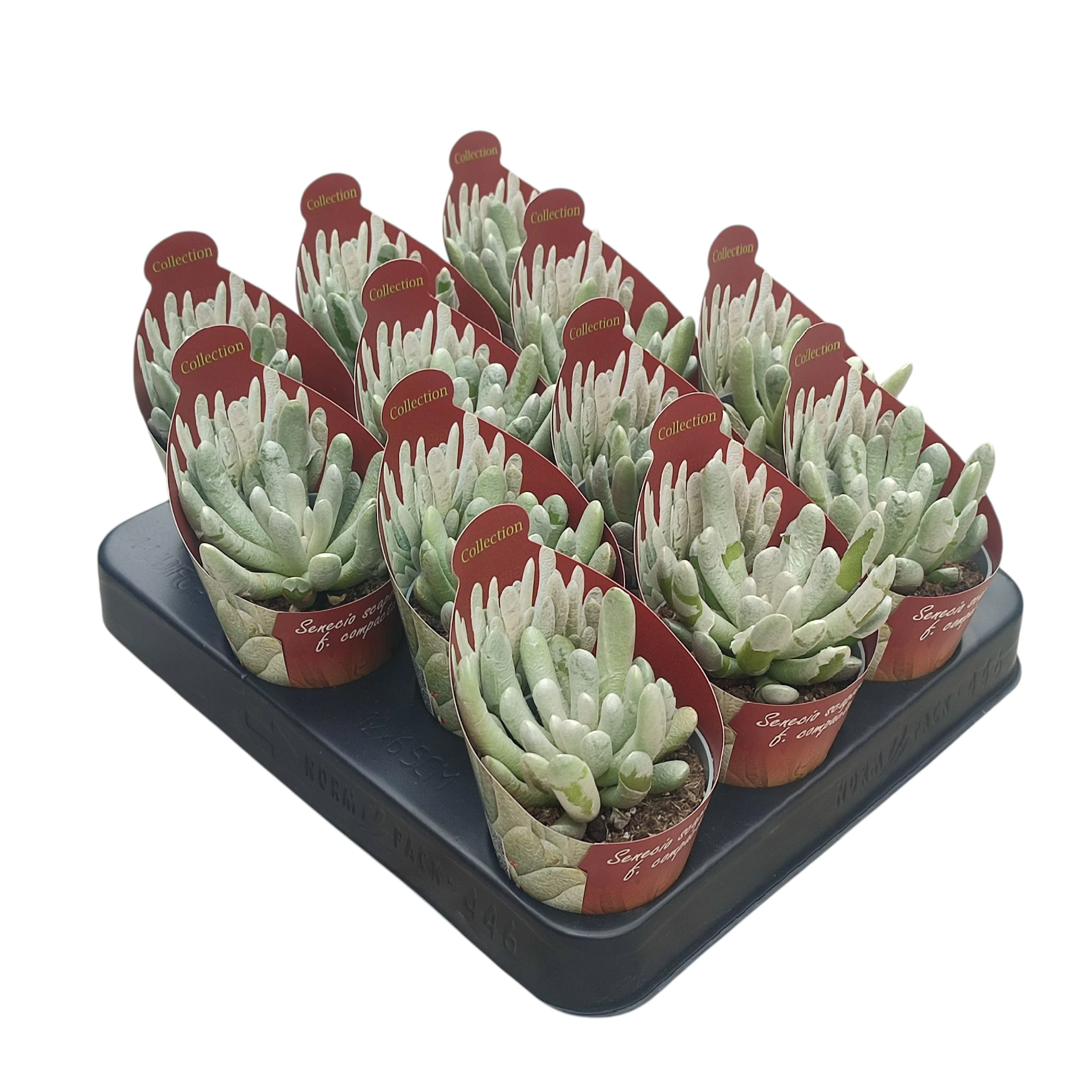 Senecio scaposus compactum - Silberbaum - Rarität - 6,5cm Topf - 15cm hoch - Image 3