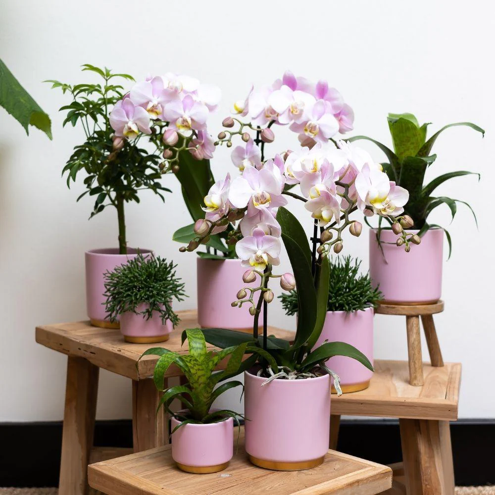 Set Goldfuß rosa Grünes Pflanzenset mit rosa Phalaenopsis Orchidee inkl. Ziertöpfen - Image 3