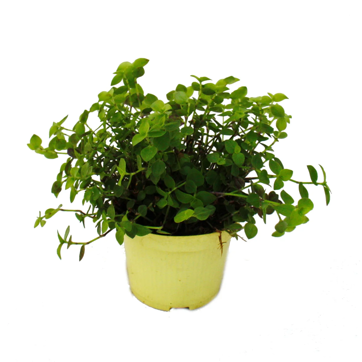 Set 3 Futterpflanzen für Heimtiere Callisia repens Vitalfutter Kaninchen Ziervögel Reptilien Hamster - Image 3