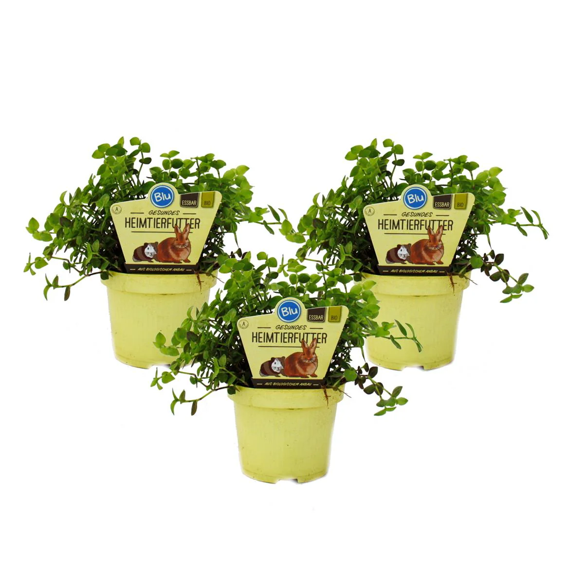 Set 3 Futterpflanzen für Heimtiere Callisia repens Vitalfutter Kaninchen Ziervögel Reptilien Hamster - Image 4