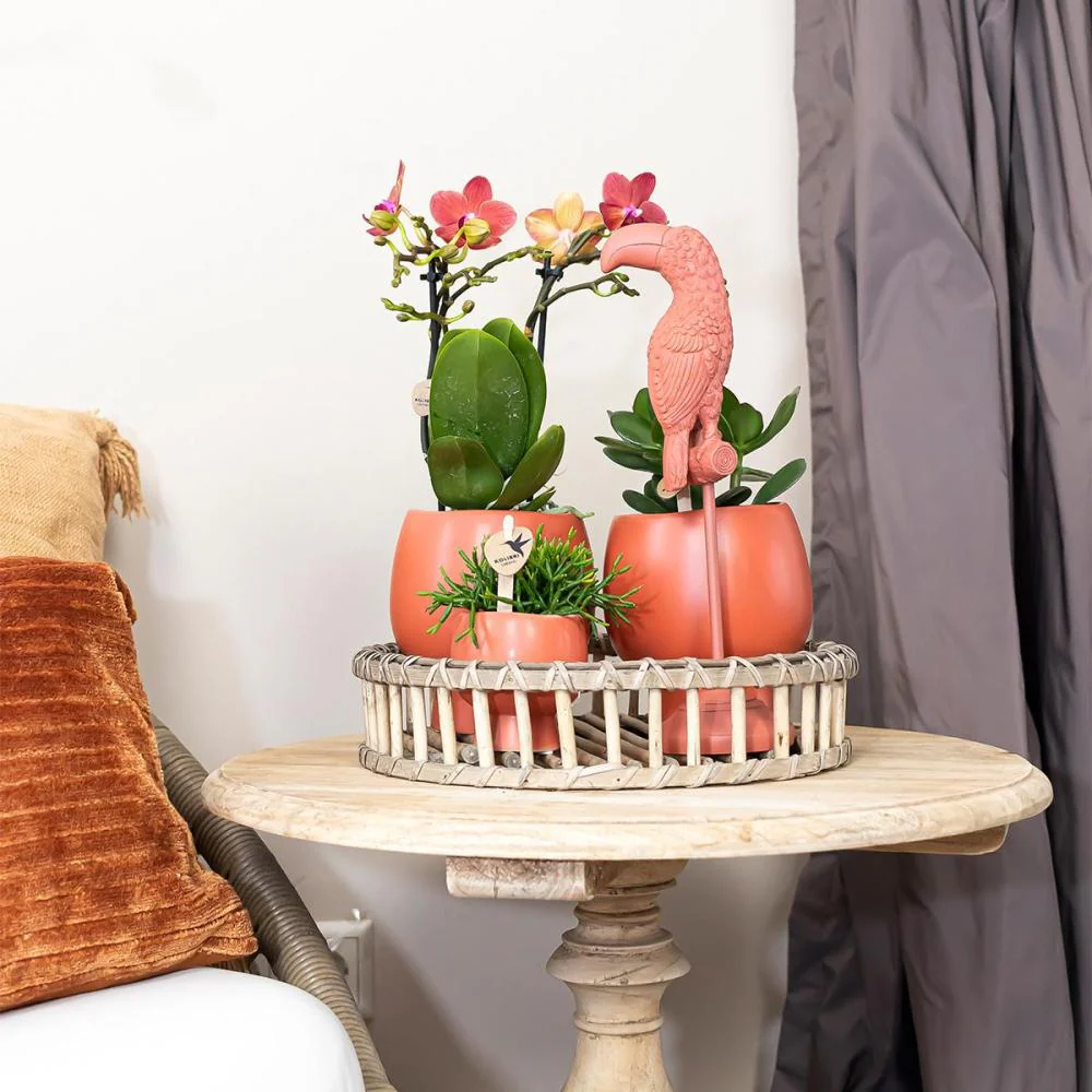 Set Scandic auf Tellerweide oranger Phalaenopsis Orchidee und Sukkulenten - Image 2