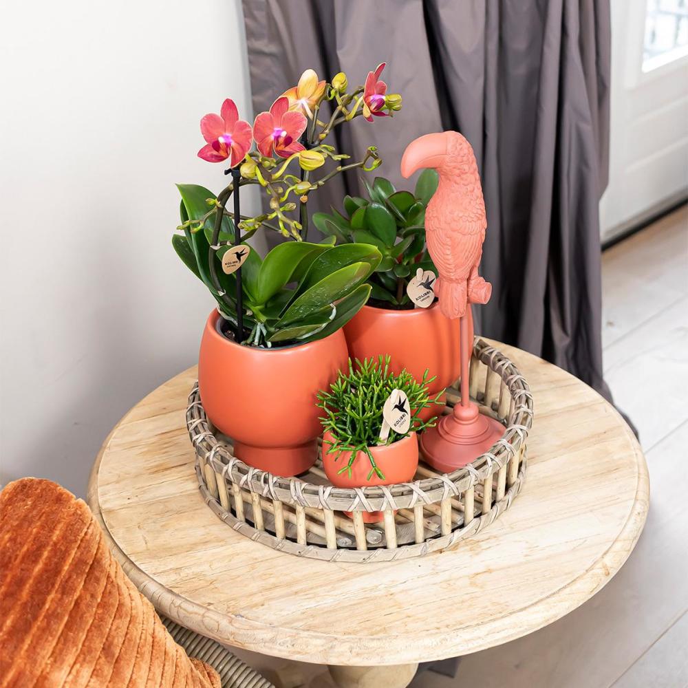 Set Scandic auf Tellerweide oranger Phalaenopsis Orchidee und Sukkulenten - Image 4