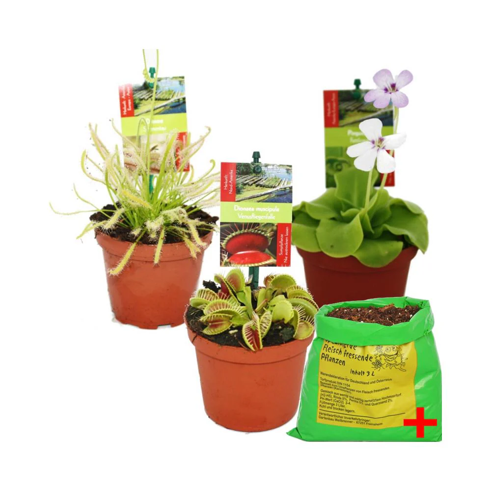 Starter Set Fleischfressende Pflanzen - 3 Pflanzen + Erde - Karnivorenerde