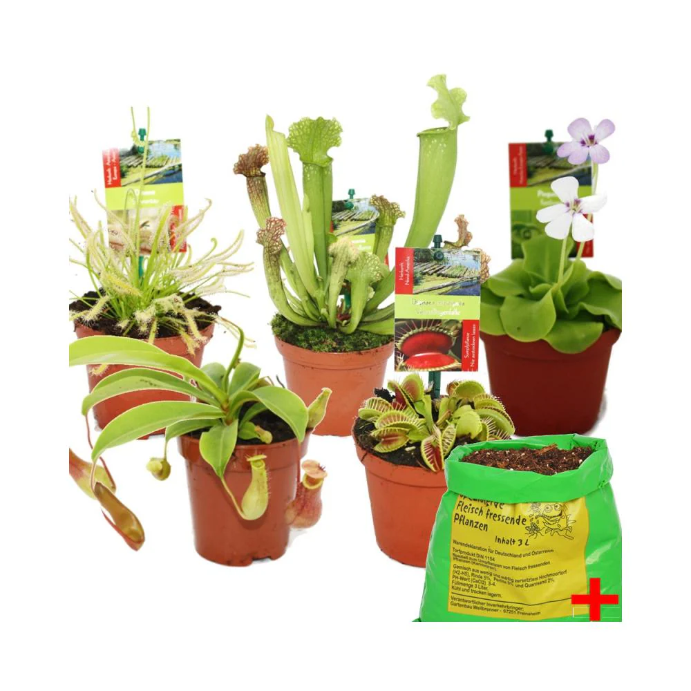Starter Set Fleischfressende Pflanzen - 5 Pflanzen + Erde - Karnivorenerde
