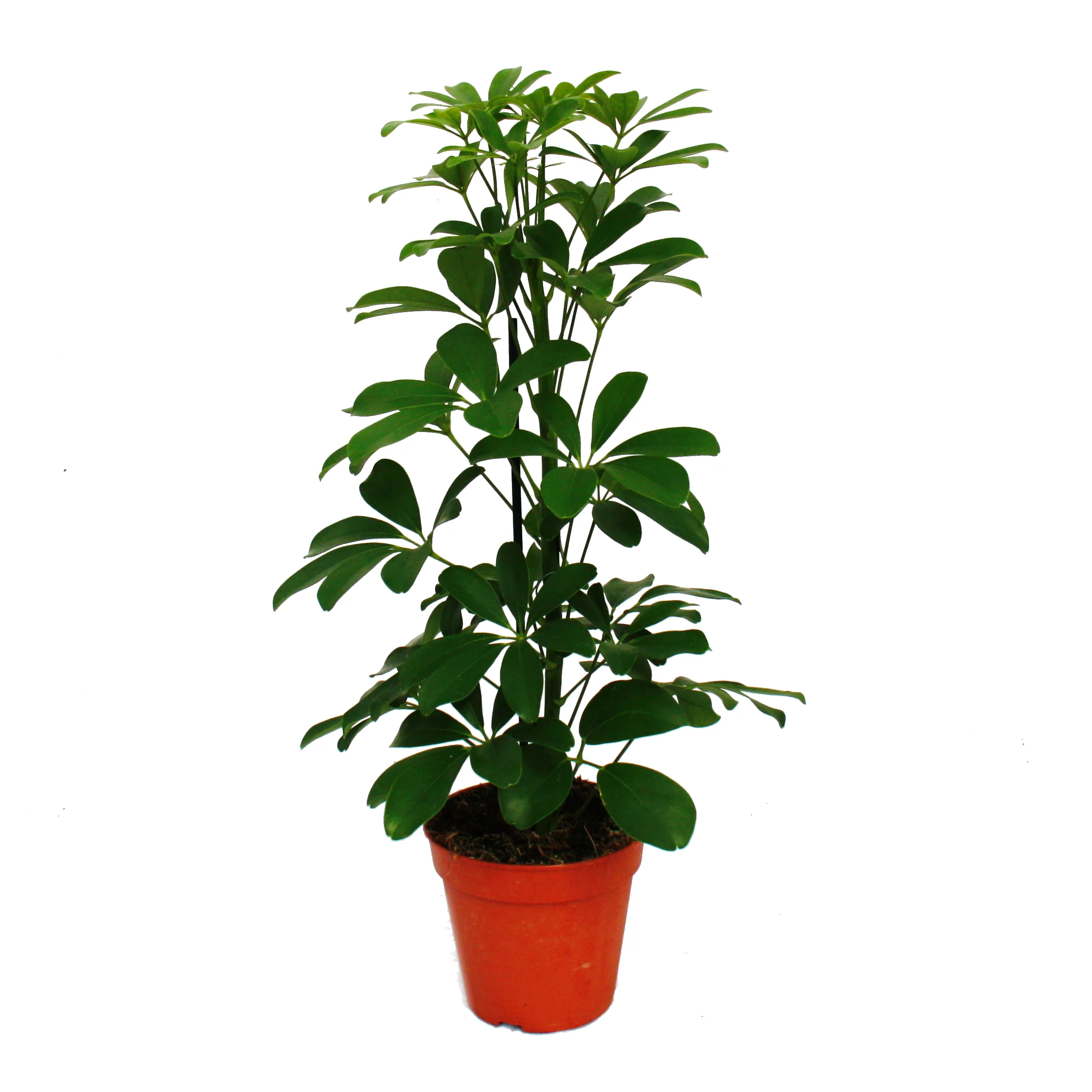 Strahlenaralie Duo - Schefflera - blanc-vert feuillu - pot de 12cm - 2 plantes - Image 3