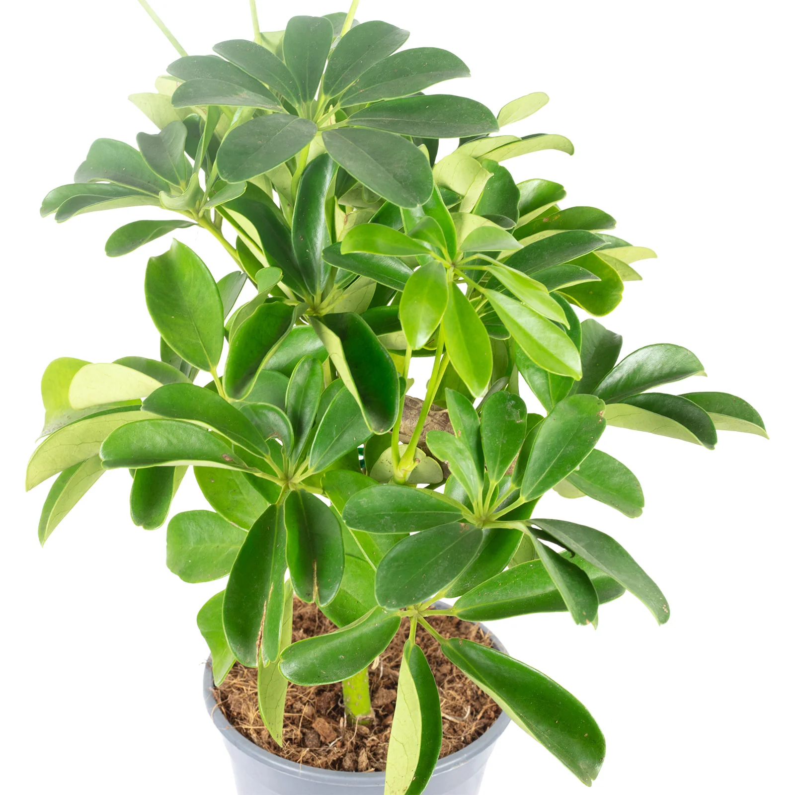 Strahlenaralie Stamm - Schefflera arboricola 'Nora' - Höhe ca. 50 cm, Topf-Ø 14 cm - Image 2
