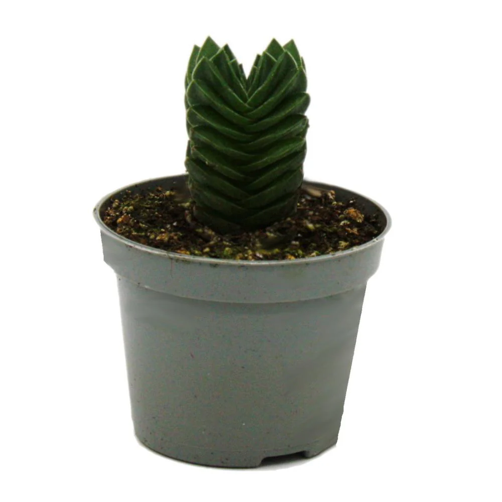 Succulente - Crassula Buddha's Temple - mini feuilles épaisses - pot de 6cm