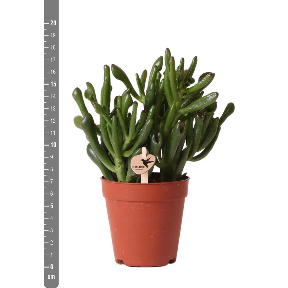 Kolibri Greens Sukkulente Crassula Hobbit Topfgröße 9cm grüne Zimmerpflanze frisch aus der Gärtnerei - Image 3